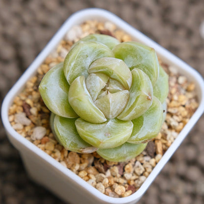 Echeveria Silky Imported Succulent Plant