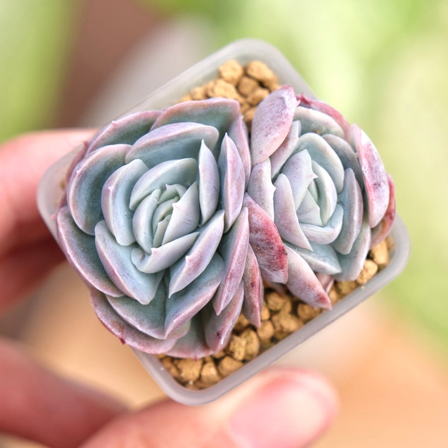 Echeveria Primera Korean Succulent Plant