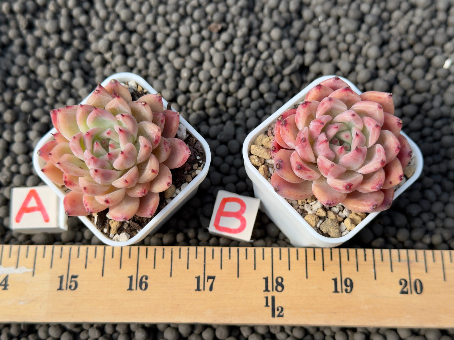 Echeveria Incredible Korean Succulent Plant Hwaga Hybrid