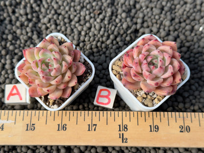 Echeveria Incredible Korean Succulent Plant Hwaga Hybrid