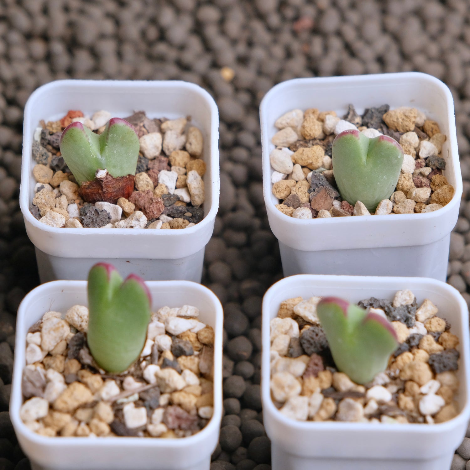 Conophytum antonii Imported Succulent Plant - random