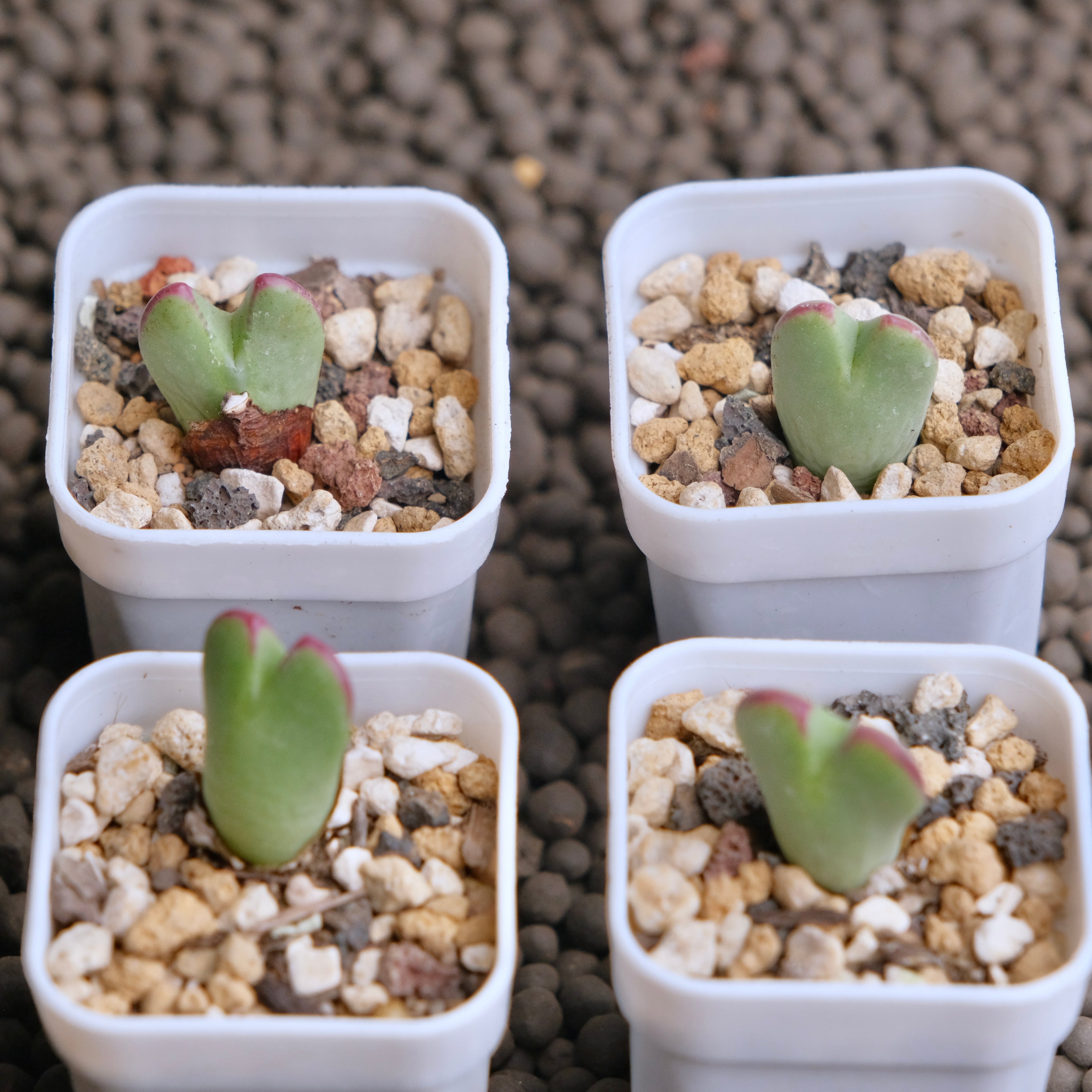 Conophytum antonii Imported Succulent Plant - random