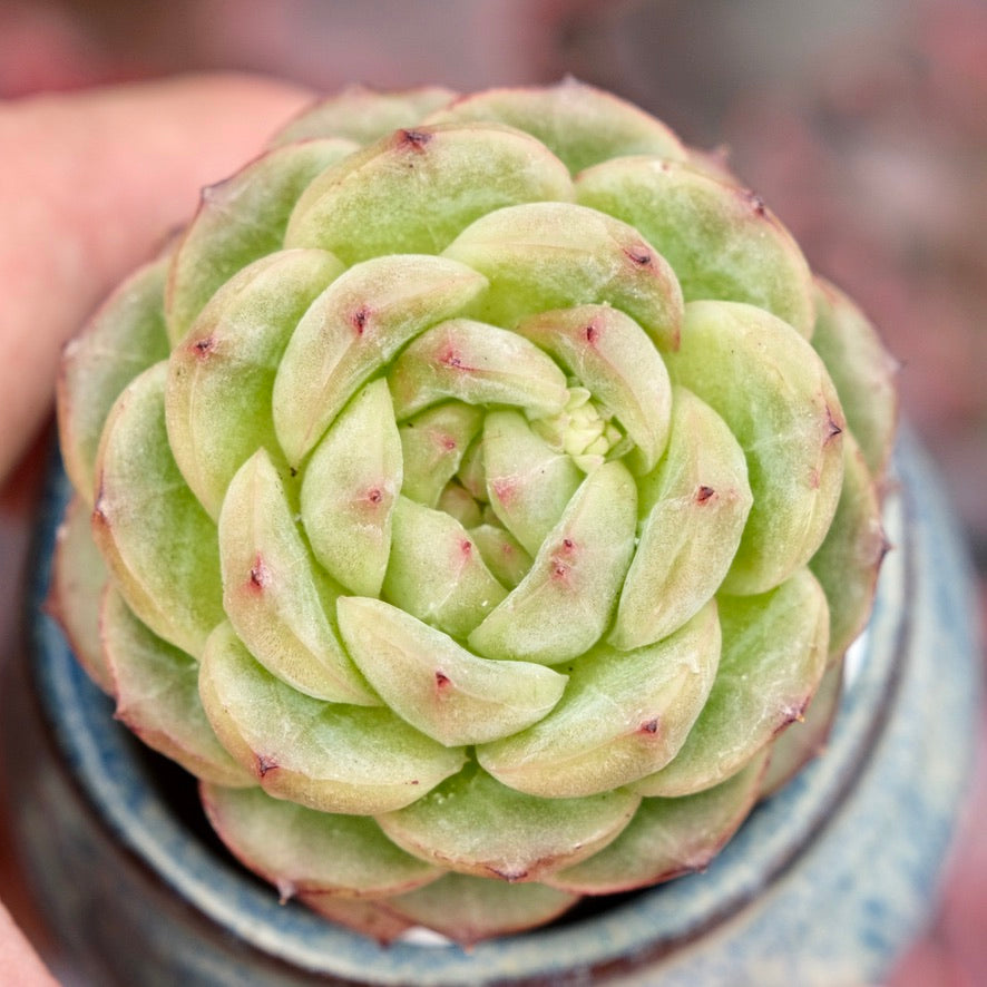 Echeveria Red Velvet hybrid Imported Succulent Plant