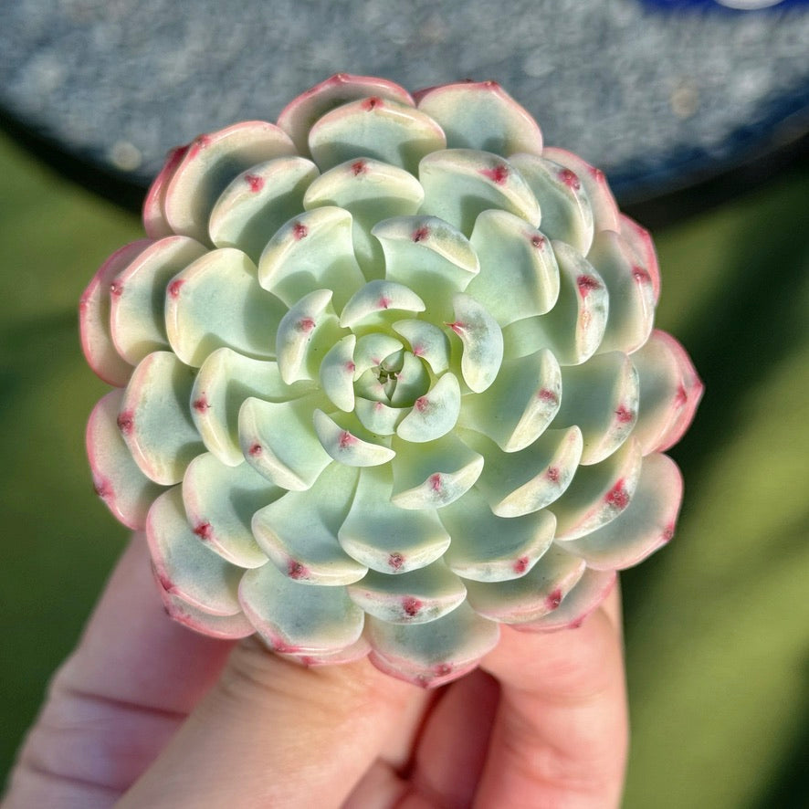 Variegated Echeveria Minima Succulent Plant A