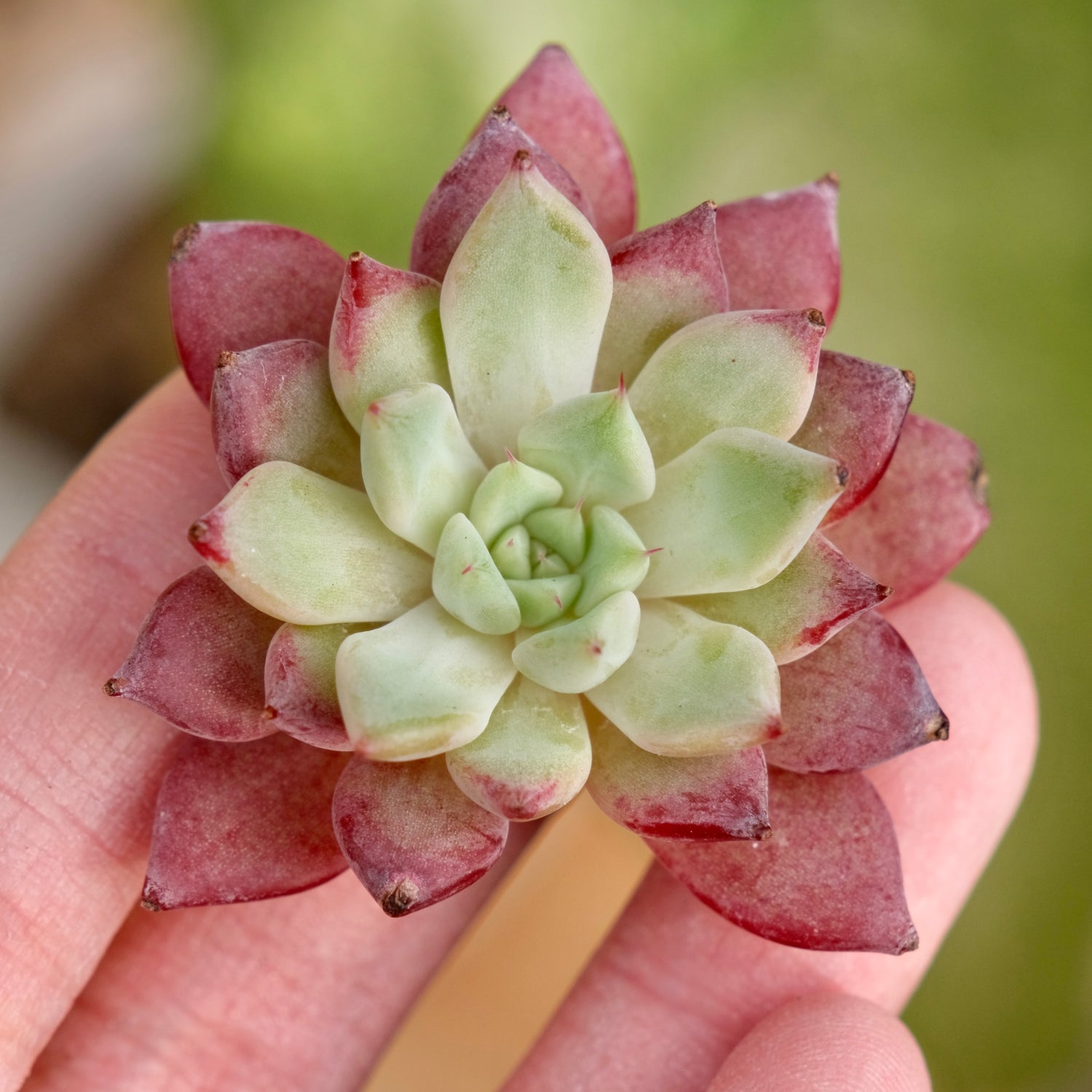 Echeveria Ametrine No. 2 Korean Succulent Plant Rare Hwaga hybrid