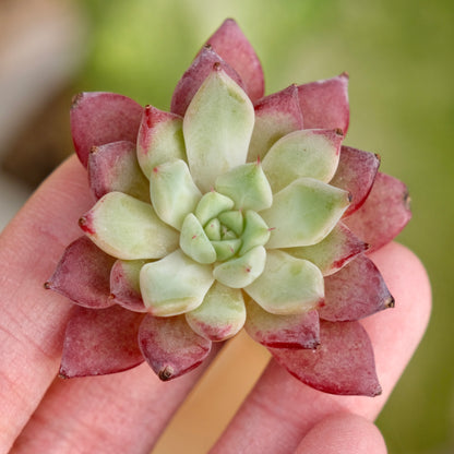 Echeveria Ametrine No. 2 Korean Succulent Plant Rare Hwaga hybrid