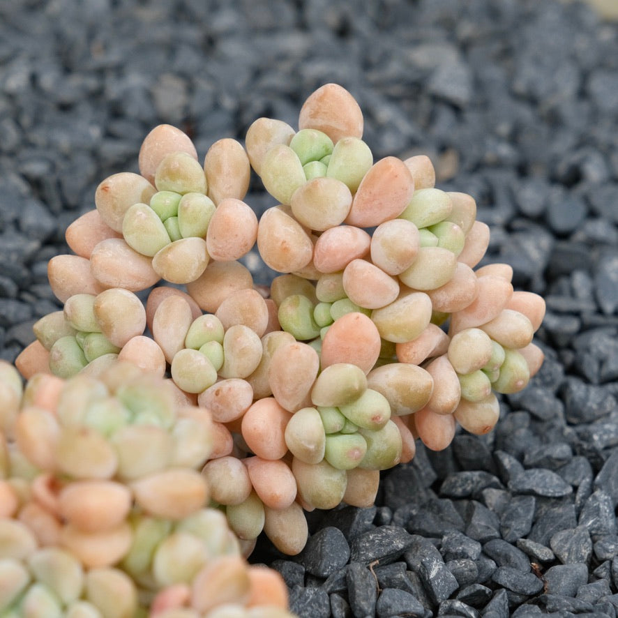 cheesecake succulent Graptosedum Cheesecake Imported Succulent Plant