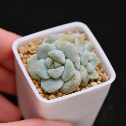 Echeveria Ice Green baby cluster Korean Succulent Plant