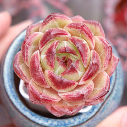 Echeveria EOS Imported Succulent Plant