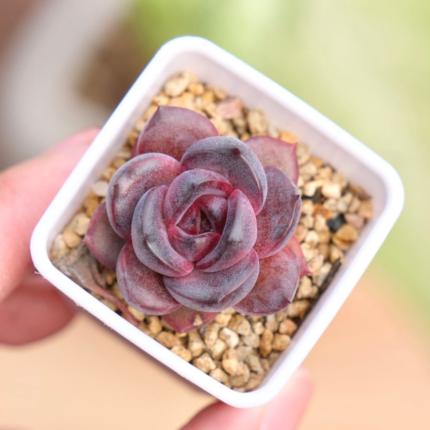 Echeveria Black Pink Korean Succulent Plant Changhee hybrid