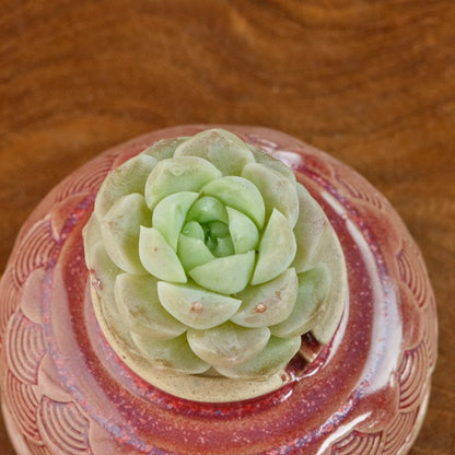 Echeveria Ice Castle Korean Succulent Plant Changhee hybird
