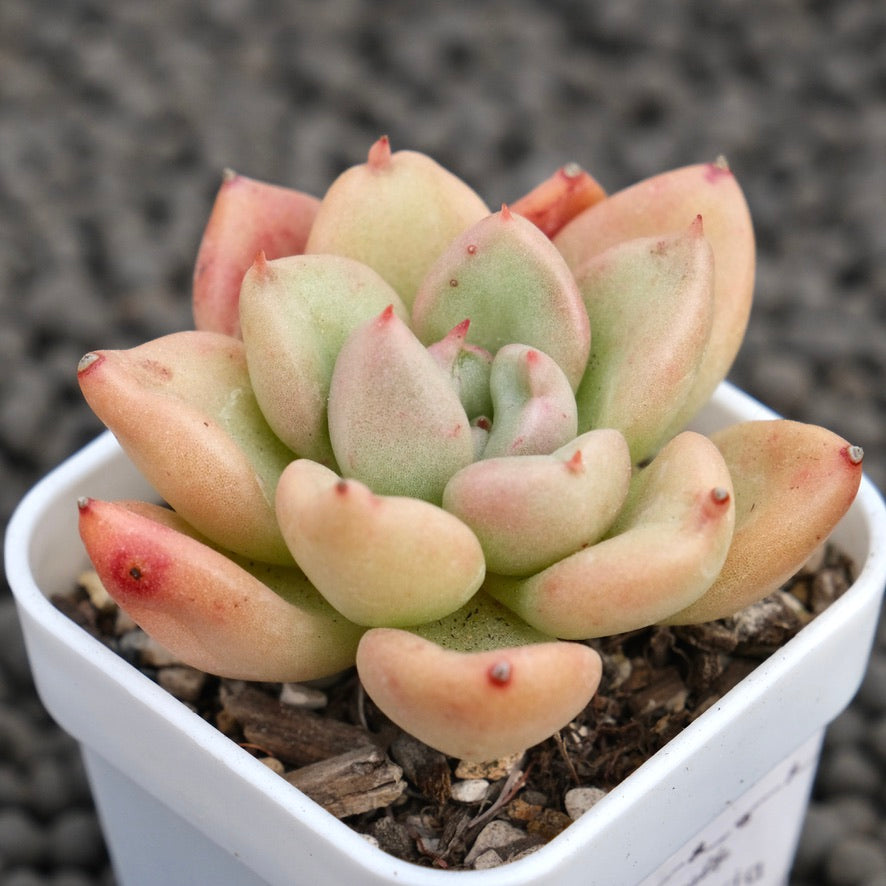 Echeveria Avocado Cream Imported Succulent Plant
