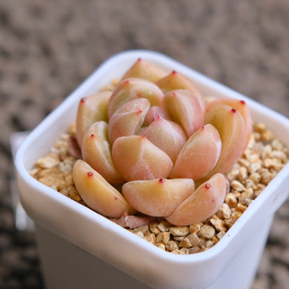 Echeveria Aries Imported Succulent Plant - A