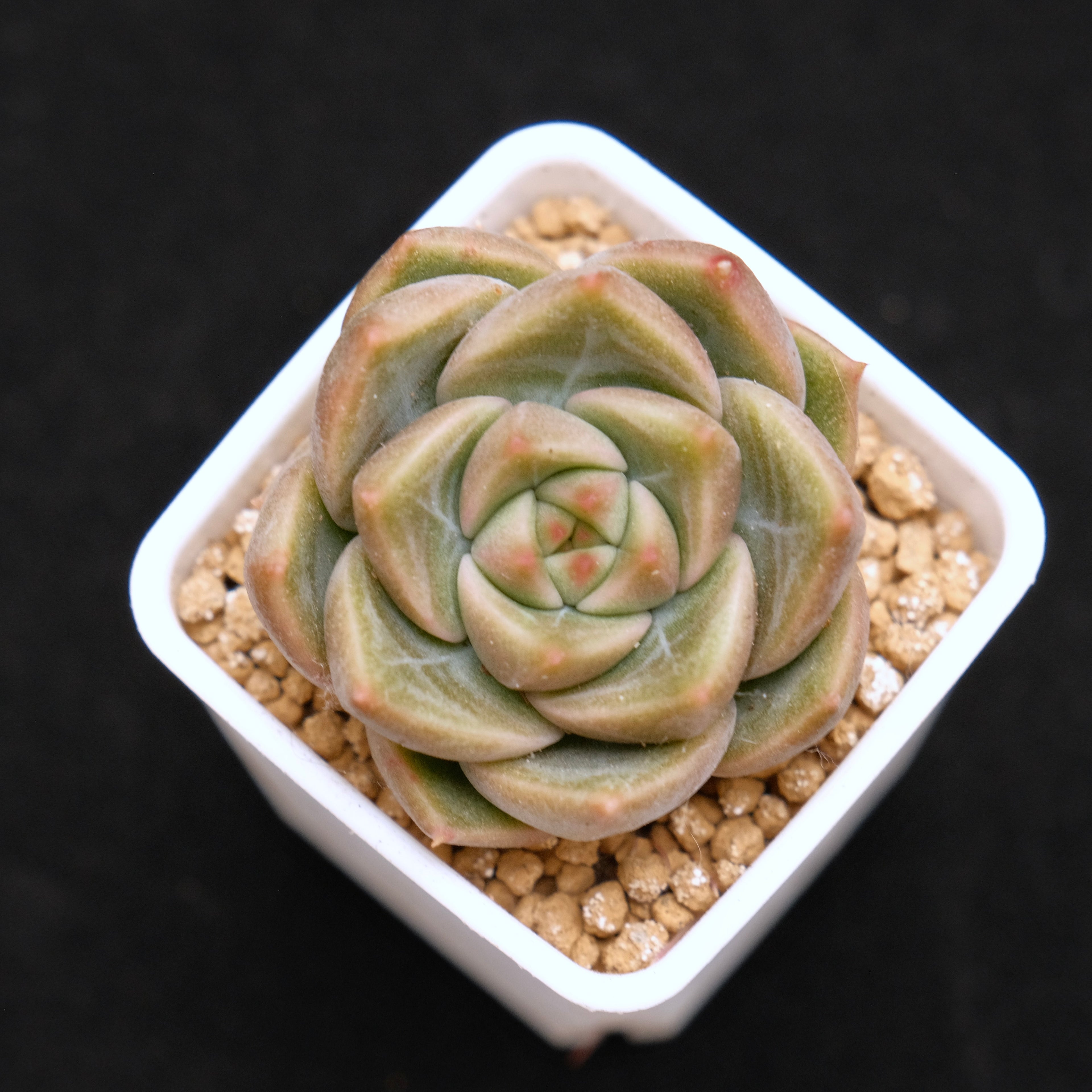 Echeveria hybrid baby Korean Succulent Plant
