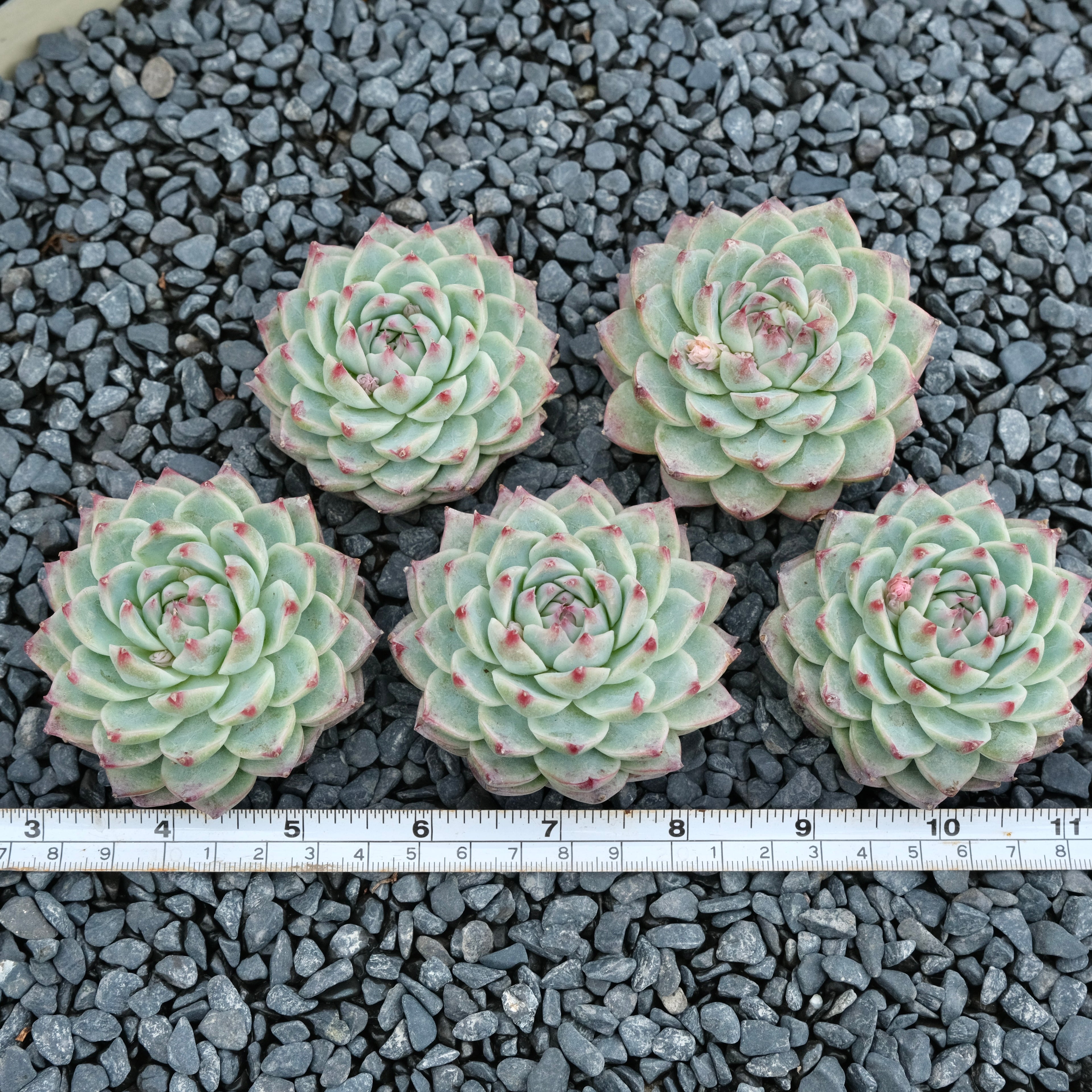 Echeveria Bing Chan Imported Succulent Plant