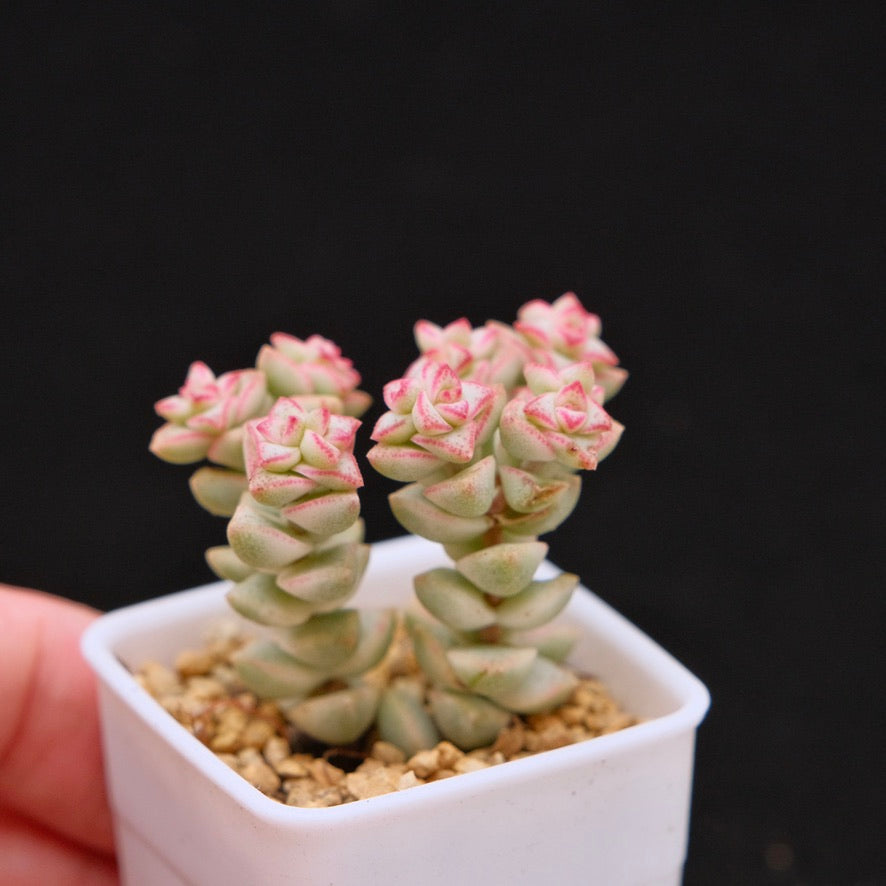 Variegated Crassula Pastel Succulent Plant