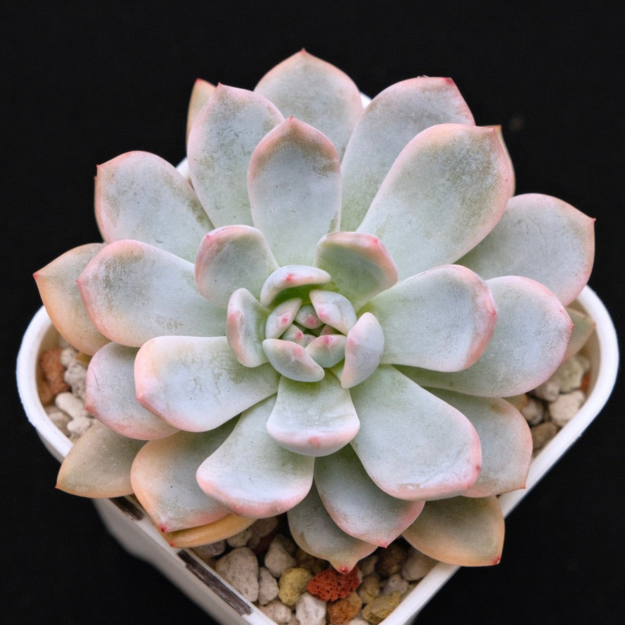 Variegated Echeveria Monroe Korean Succulent Plant