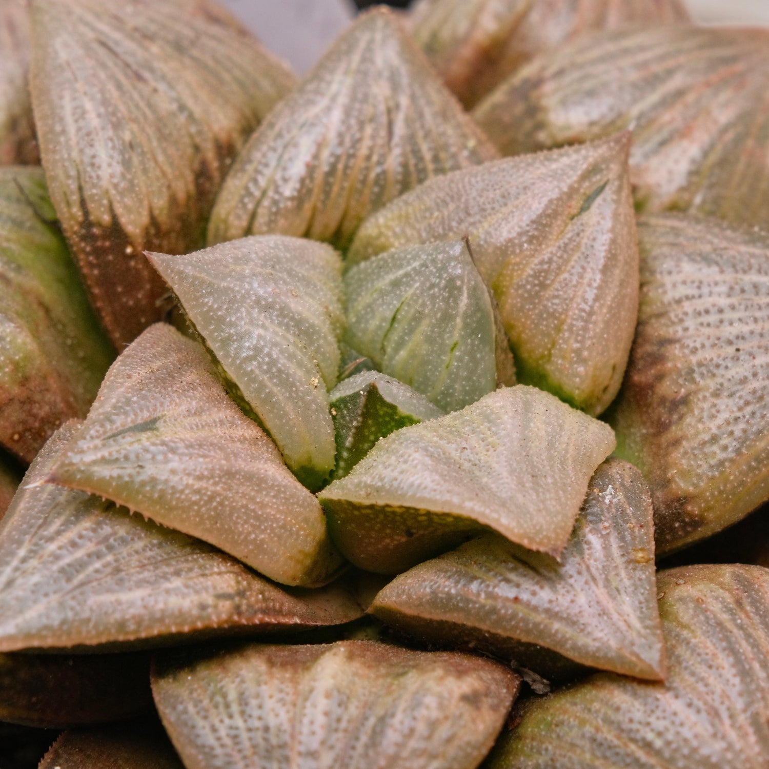 BIG Jim Smith Haworthia Hybrid Succulent Plant