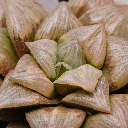 BIG Jim Smith Haworthia Hybrid Succulent Plant