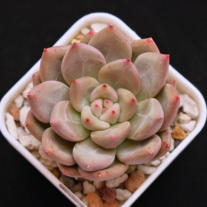 Echeveria Champagne Fresh Korean Succulent Plant