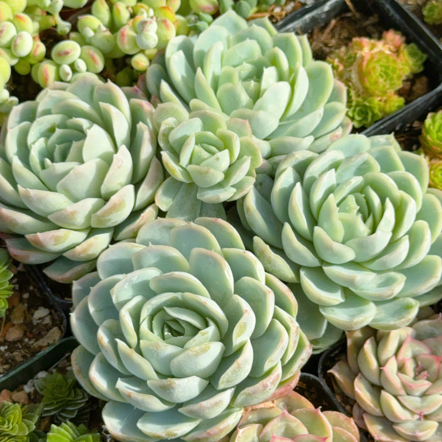 Echeveria elegans (bigger) Succulent Plant