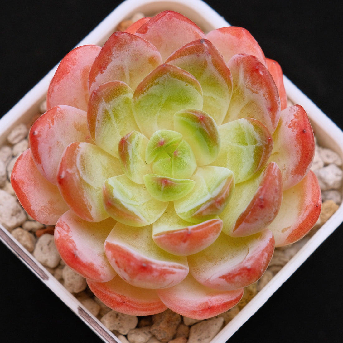 Echeveria Starmark Korean Succulent Plant