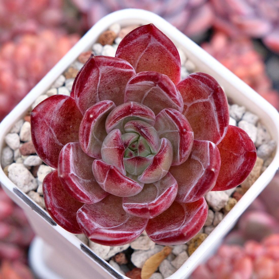 Echeveria Elisab Korean Succulent Plant