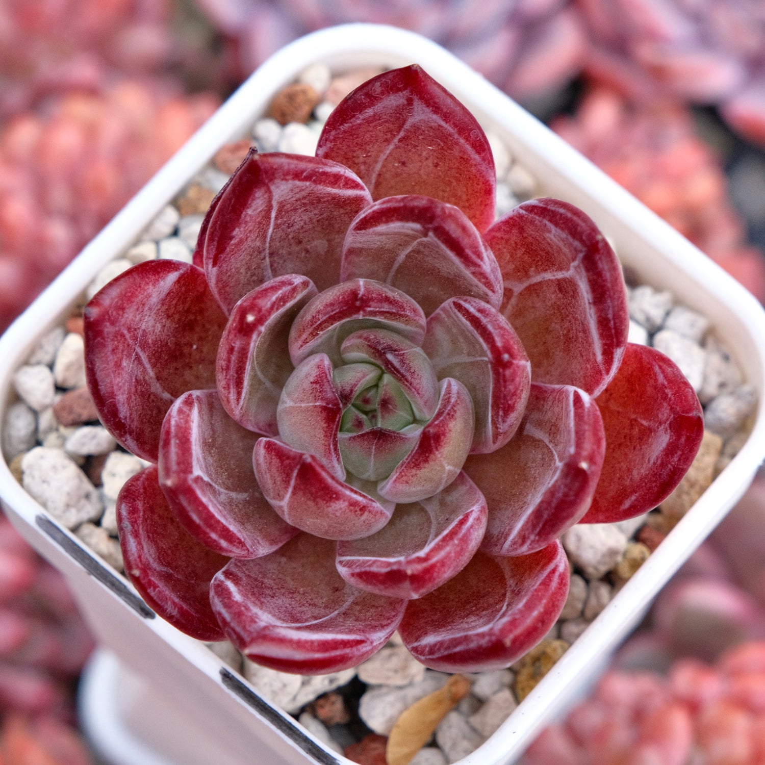 Echeveria Elisab Korean Succulent Plant