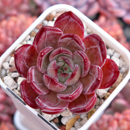 Echeveria Elisab Korean Succulent Plant