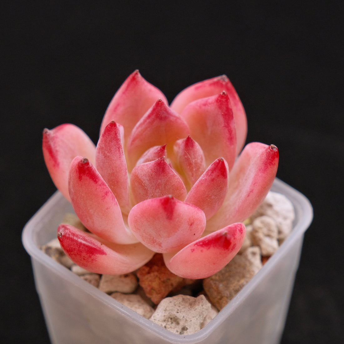 Echeveria Ratam Korean Succulent Plant