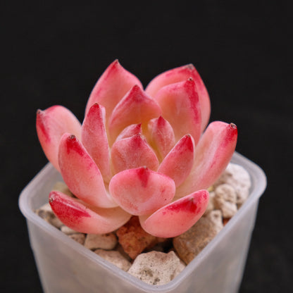 Echeveria Ratam Korean Succulent Plant