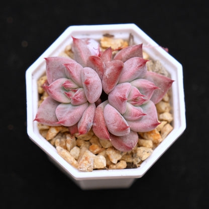 Echeveria Pena baby Korean Succulent Plant