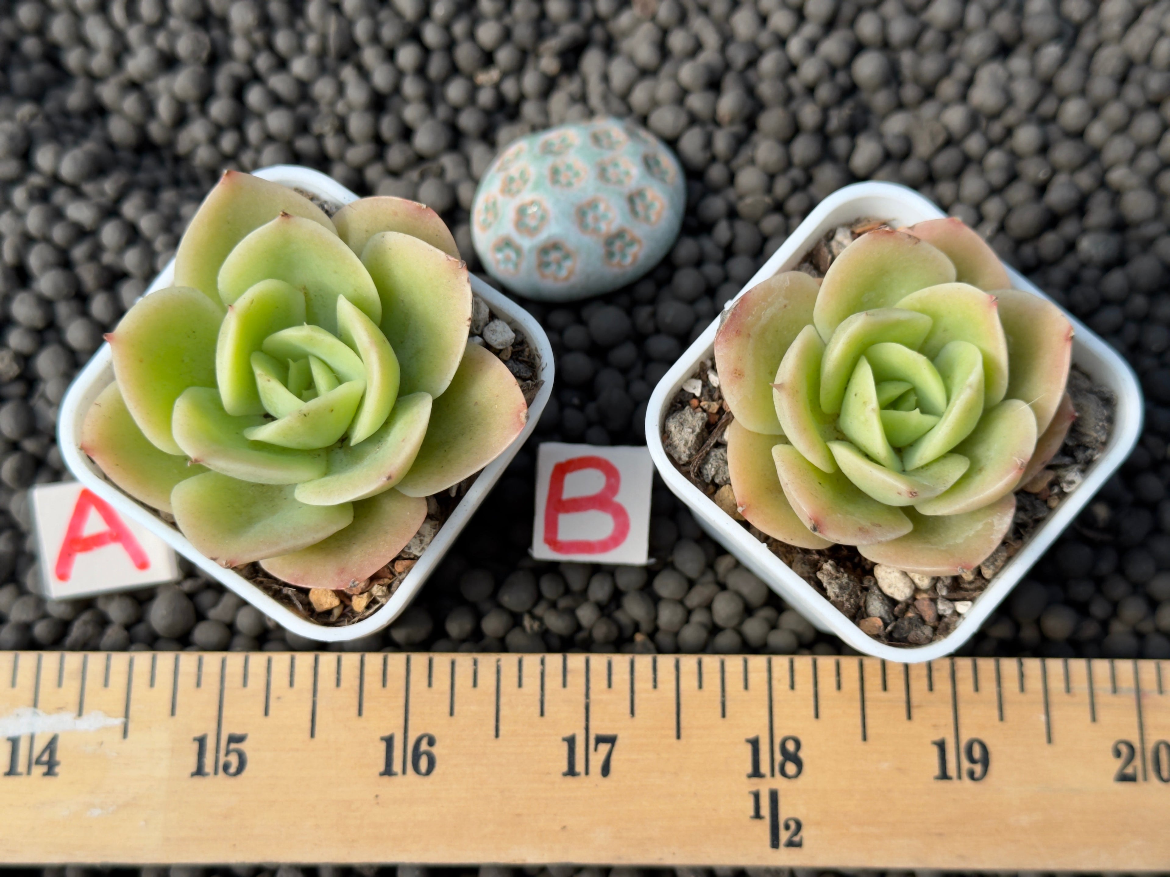 Echeveria Arenas Korean Succulent Plant