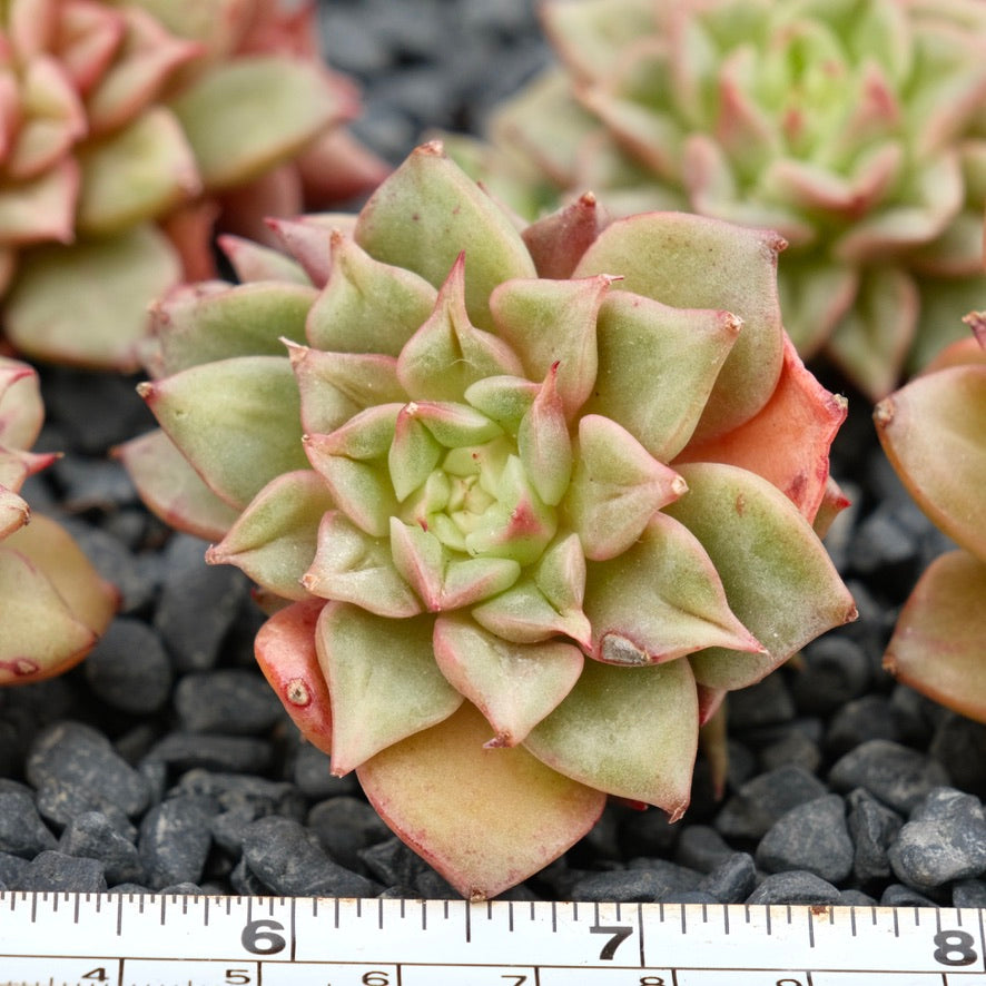Echeveria Tesla Imported Succulent Plant