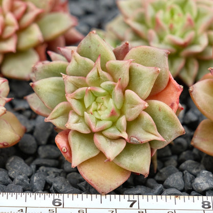 Echeveria Tesla Imported Succulent Plant
