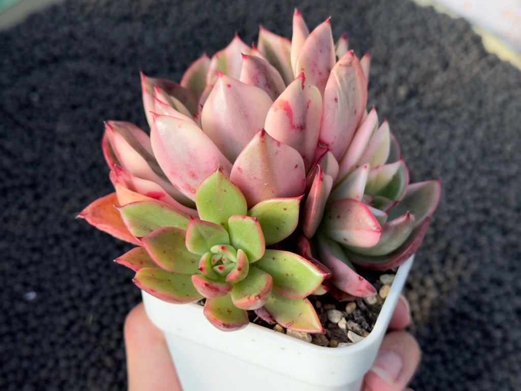 Variegated Echeveria Flamenco Korean Succulent Plant