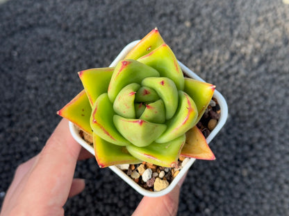 Echeveria agavoides hybrid Korean Succulent Plant