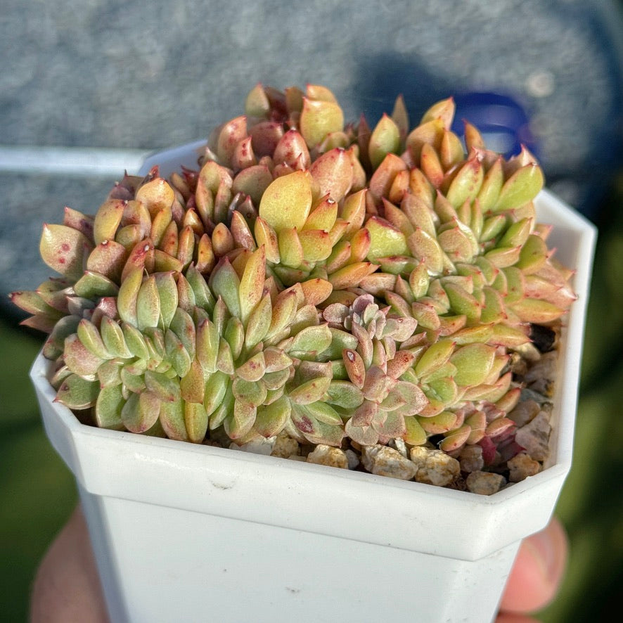 Crested Echeveria Gilva (lightly variegated) Succulent Plant