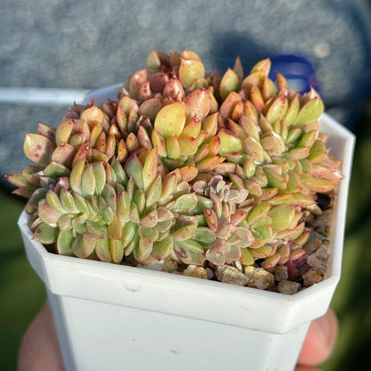 Crested Echeveria Gilva (lightly variegated) Succulent Plant