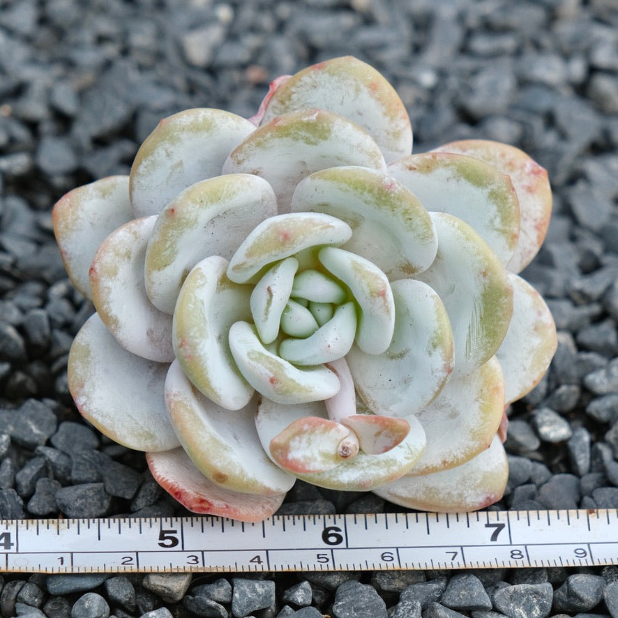 Echeveria laui Imported Succulent Plant