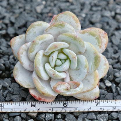Echeveria laui Imported Succulent Plant