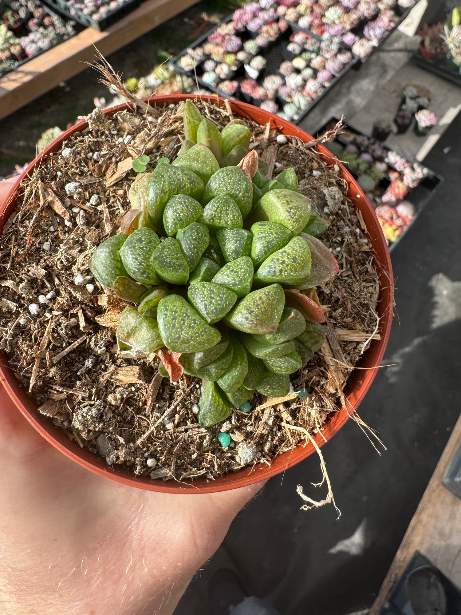 Haworthia hybrid Succulent Plant