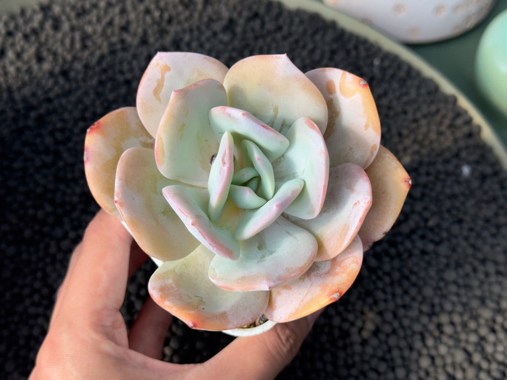 Echeveria Hakuhou Imported Succulent Plant