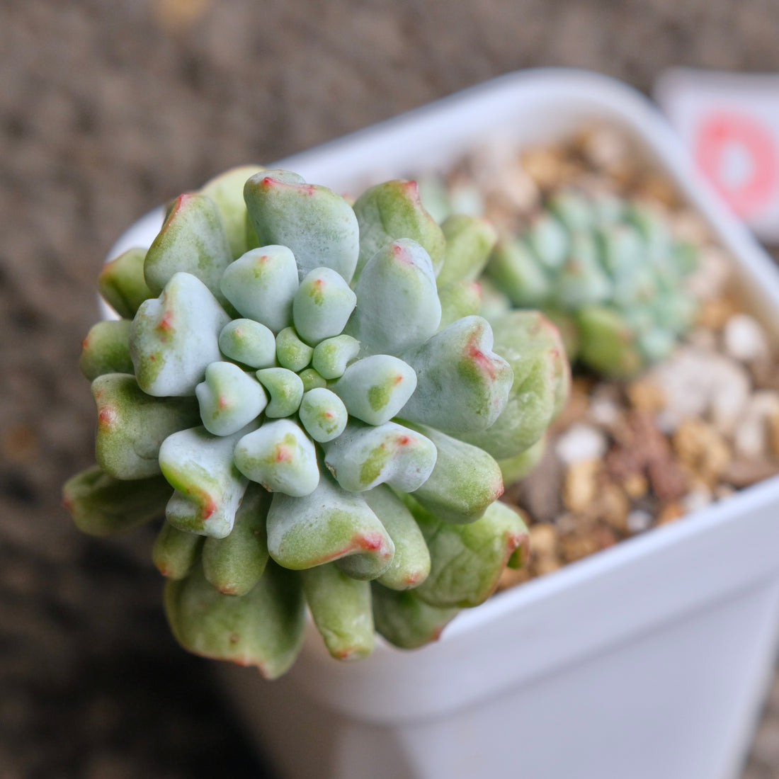 Sedeveria Pudge Finger cluster Imported Succulent Plant - D