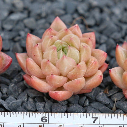 Echeveria Quartz Imported Succulent Plant