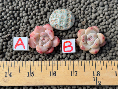 Echeveria Yuha Imported Succulent Plant