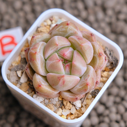Echeveria Aries Imported Succulent Plant - B