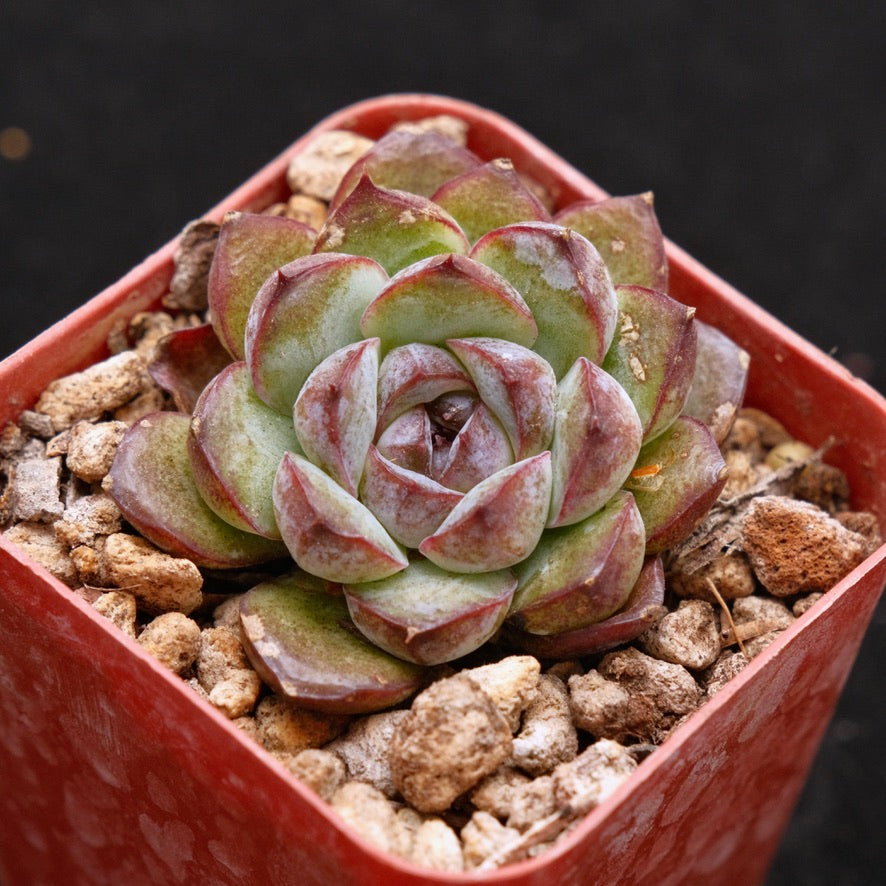 Echeveria Black Rose hybrid (small) Korean Succulent Plant