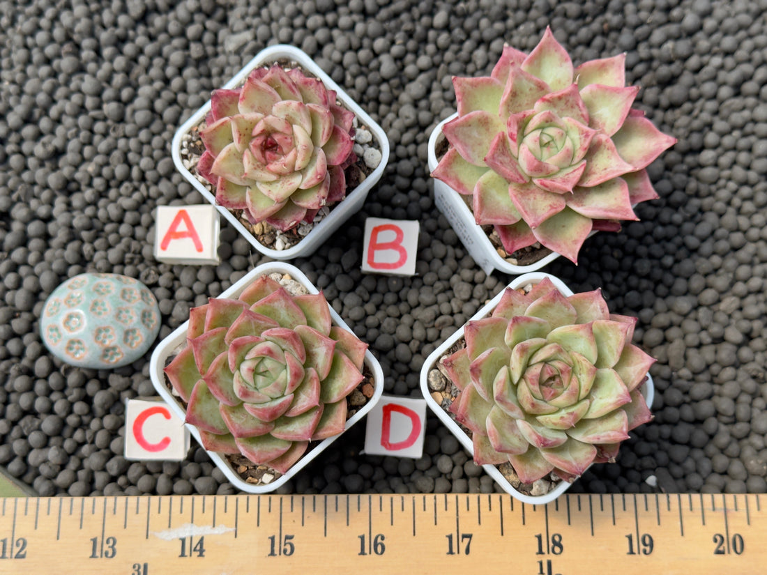 Echeveria Ruby High Korean Succulent Plant
