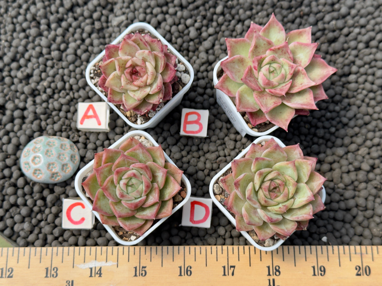 Echeveria Ruby High Korean Succulent Plant